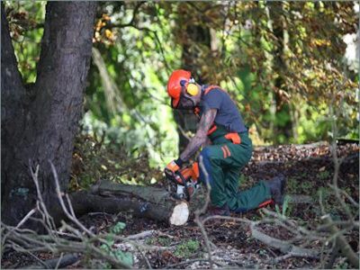 Forestry worker cutting log
