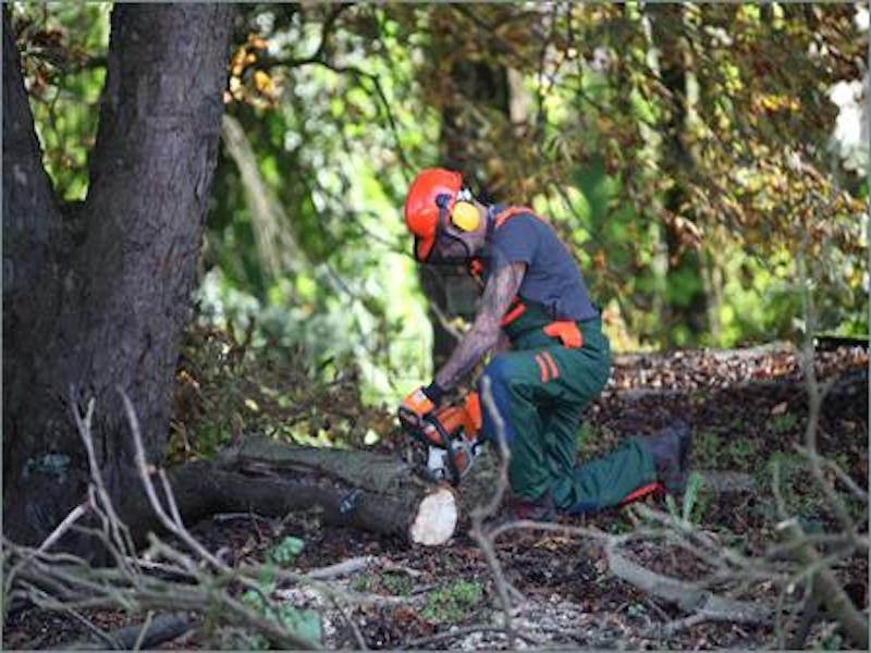 Forestry worker cutting log
