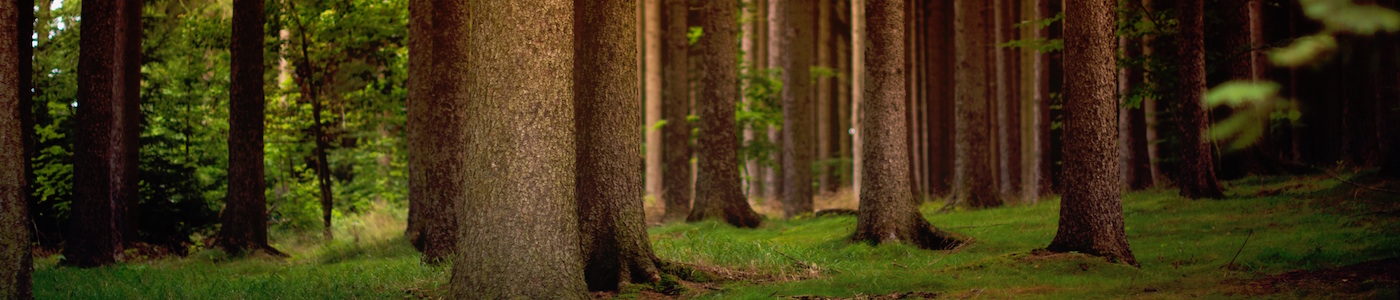 First Aid for Forest Schools